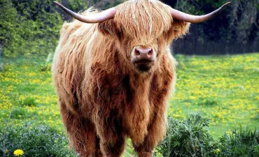 Vache Highland rousse avec des cornes recourbées, dans un pré.